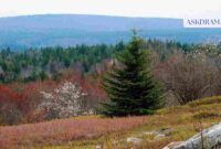 Best SSDs Under $100 in 2026 _11zon Best SSDs Under $100 in 2026